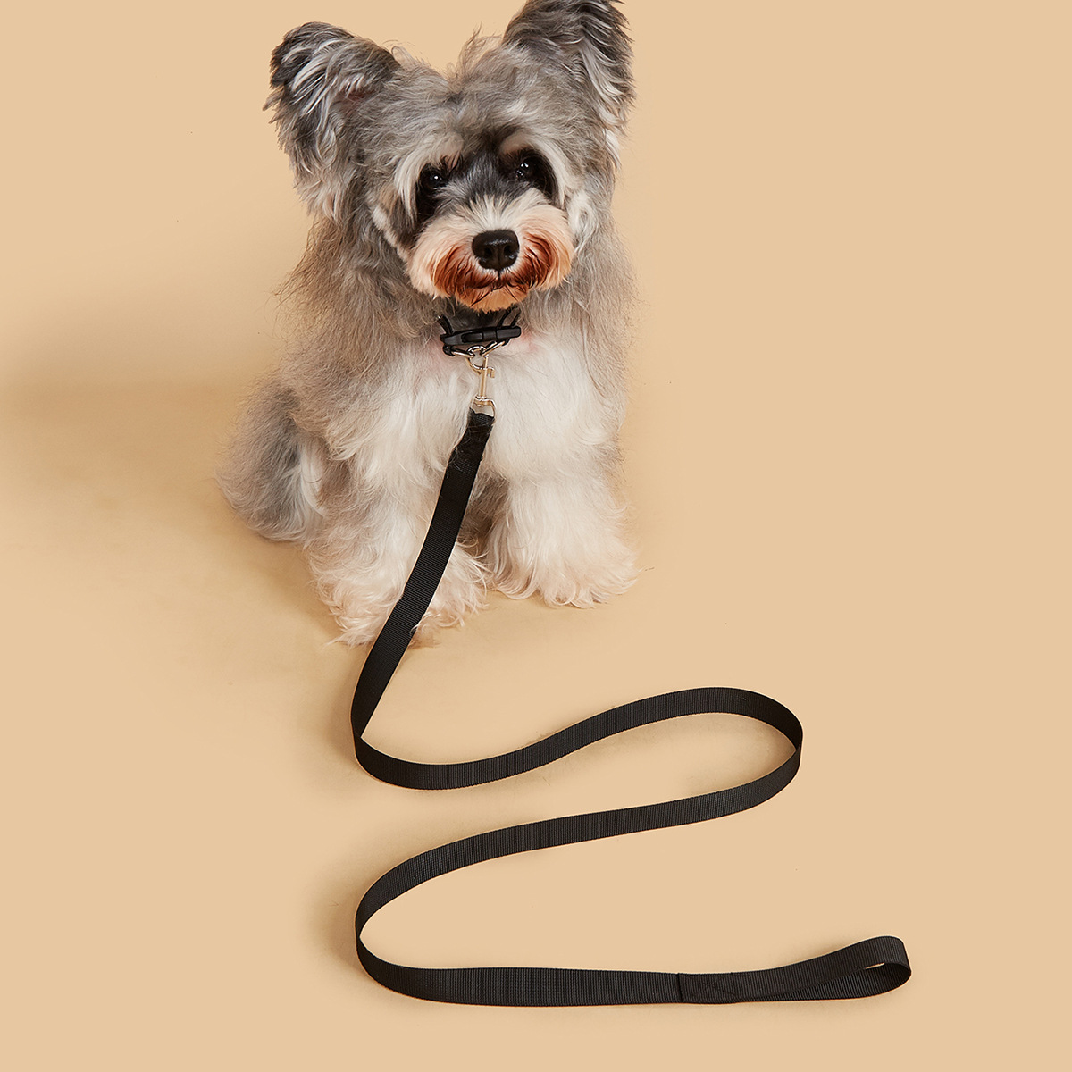 Hundeleine & Halsband-Set, Rob – Headcollar Rope Set Bewertung und Preis