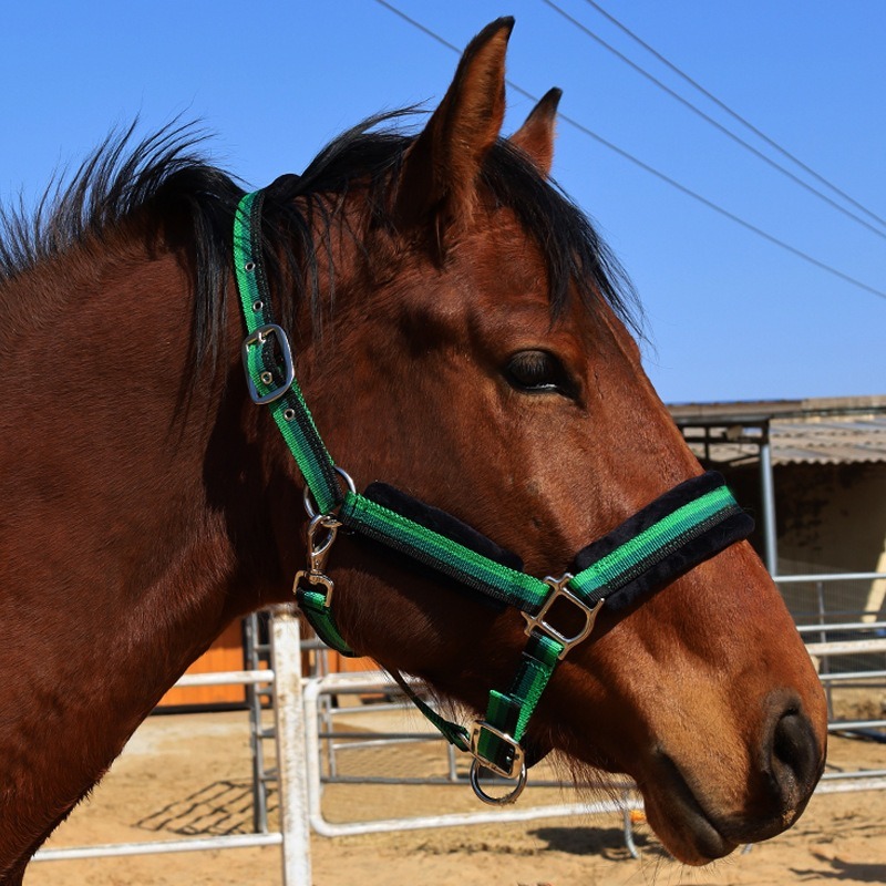Verschleißfestes Textil-Pferde – Headcollar Rope Set Bewertung und Preis