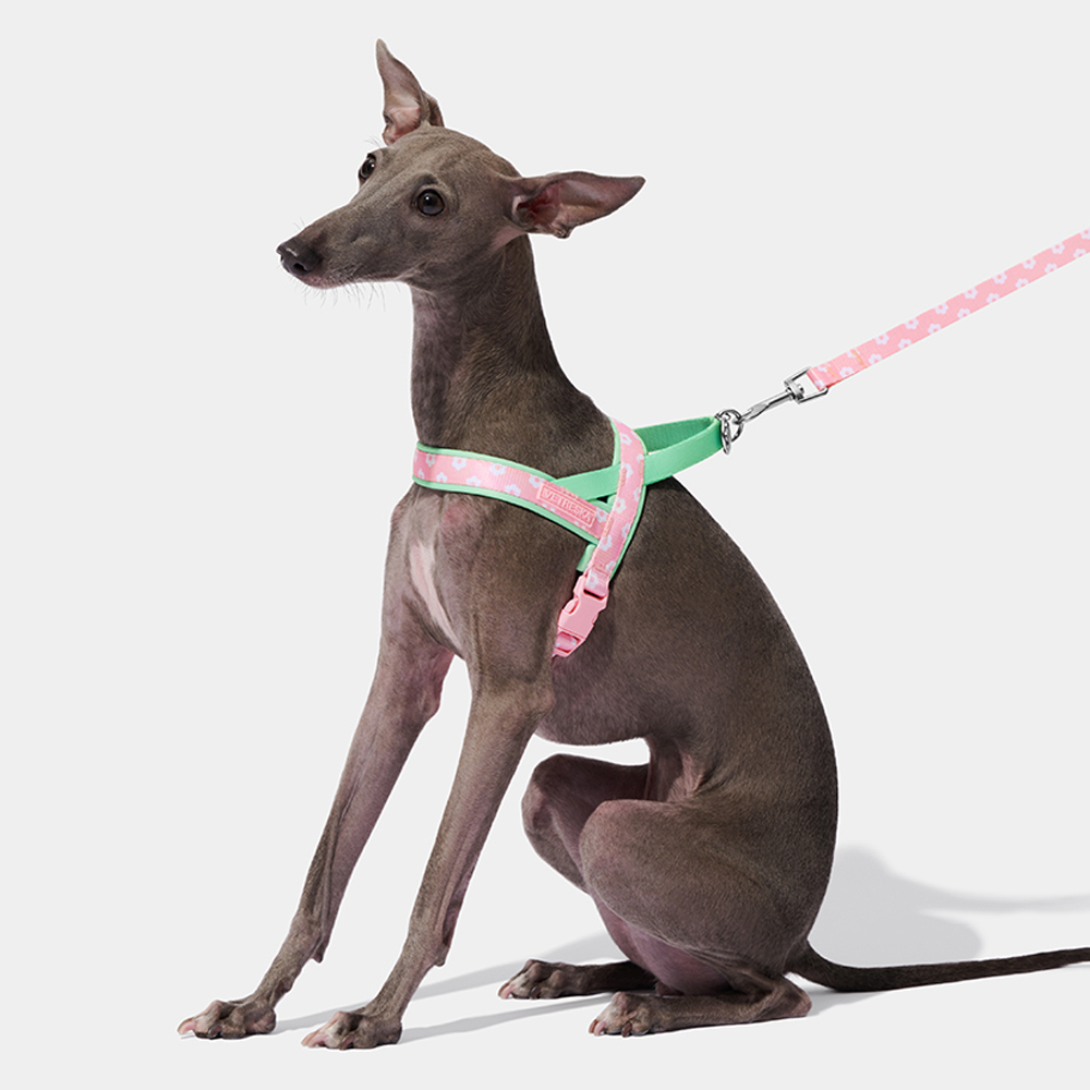 Luxuriöses Hundegeschirr-Set m – Headcollar Rope Set Bewertung und Preis
