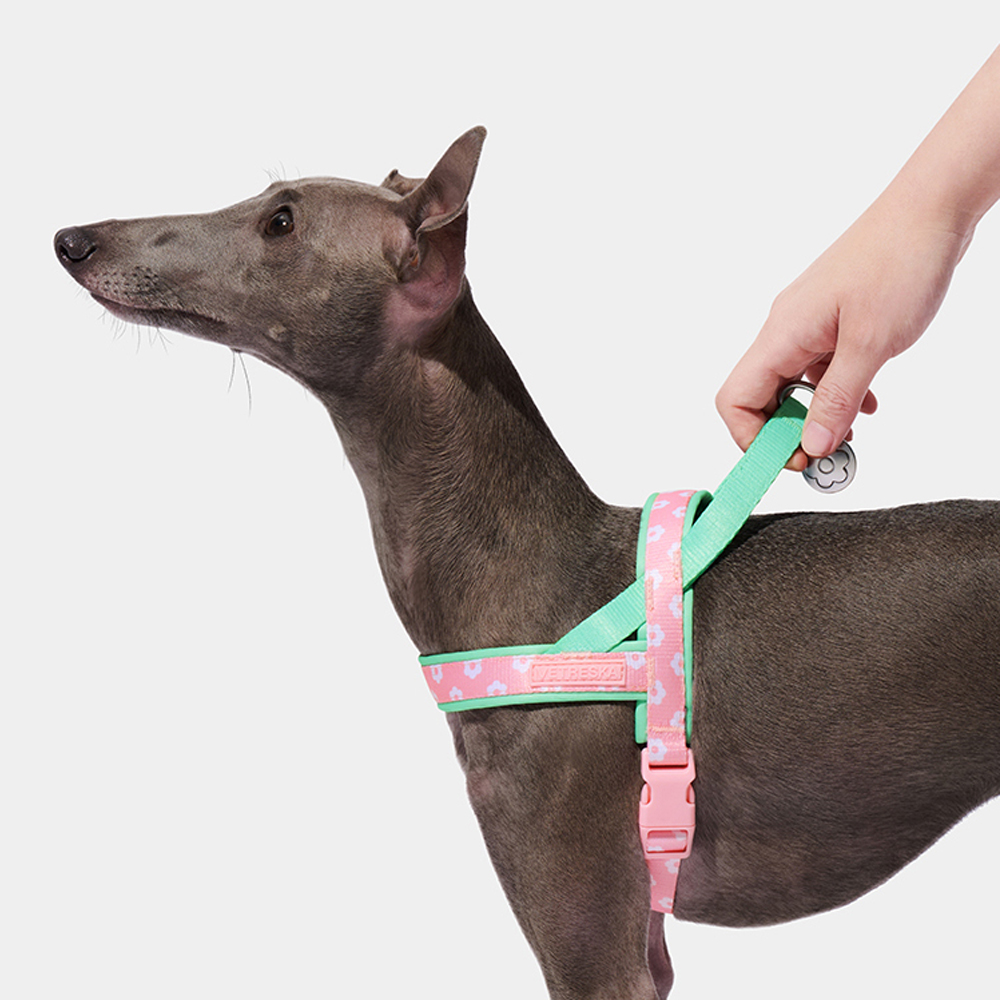 Luxuriöses Hundegeschirr-Set m – Headcollar Rope Set Bewertung und Preis